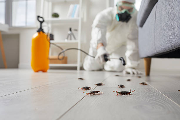 Affordable Cockroach Control solutions in Hull, IA